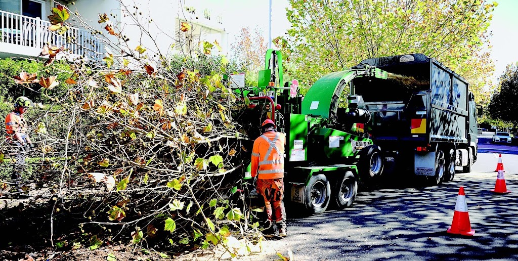 TreeLink Southern Highlands | 5 Railway Parade, Bowral NSW 2576, Australia | Phone: 0425 064 502