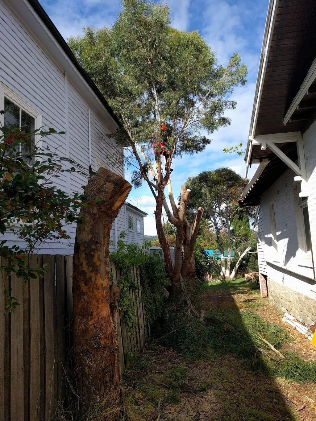Treemania -Tree Removal & Pruning | moving company | 305 Strickland Ave, South Hobart TAS 7004, Australia | 0498261690 OR +61 498 261 690