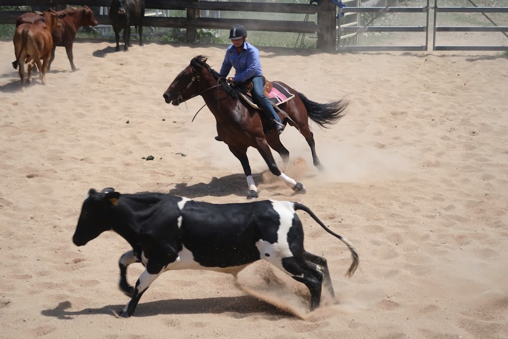 KUR-Cow Barnwell | Barnwell Rd, Kuranda QLD 4881, Australia | Phone: (07) 4230 0580