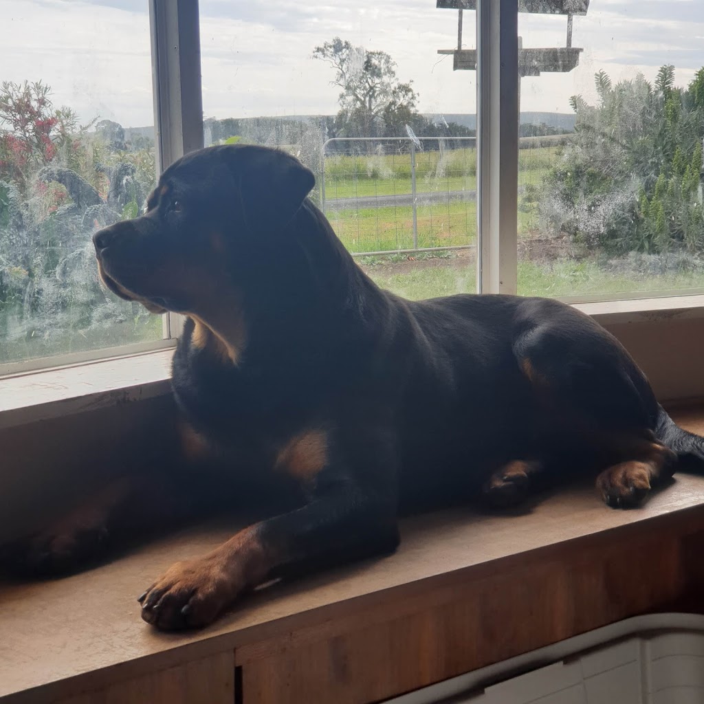 BEAUPARK ROTTWEILERS |  | Glencoe Rd, Glencoe SA 5291, Australia | 0422175990 OR +61 422 175 990