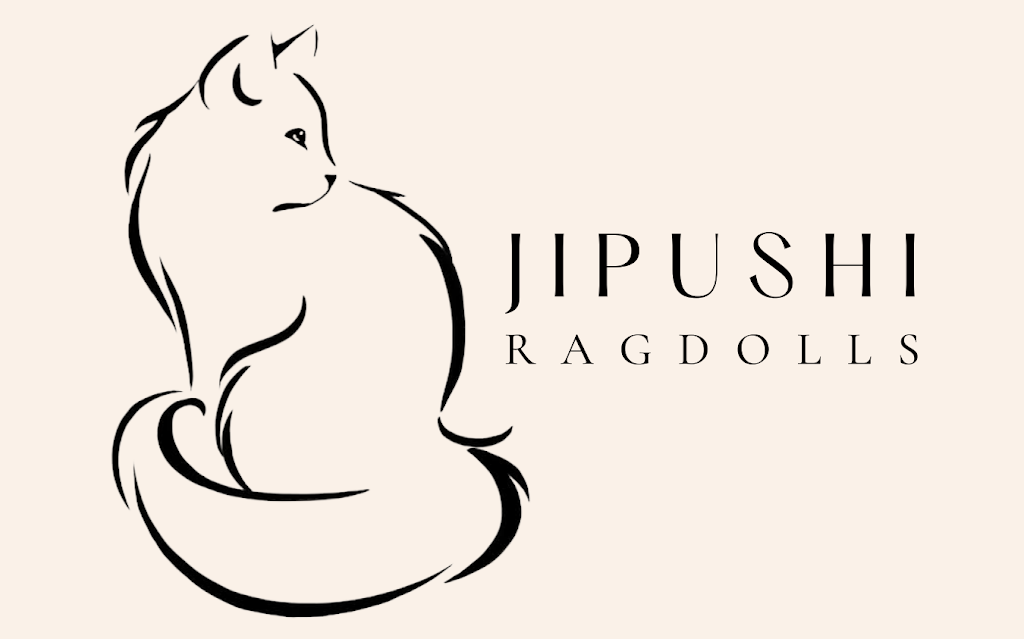 Jipushi Ragdolls | Perrin Cct, Banks ACT 2906, Australia | Phone: 0407 945 878