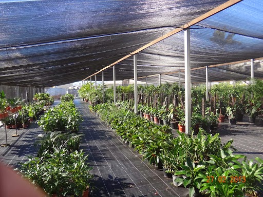 Red Cedars Indoor Plant Hire | 10 Dawson St, Stuart QLD 4811, Australia | Phone: 0419 644 494