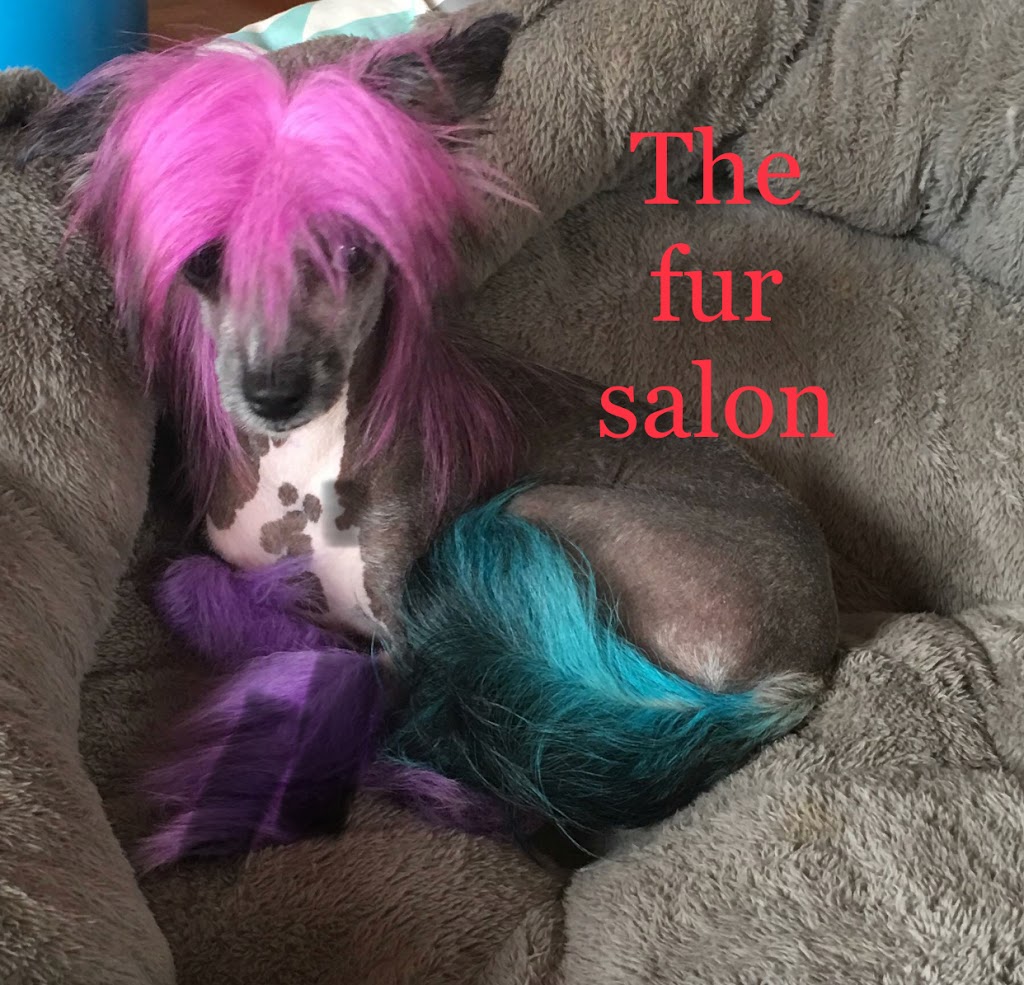 The fur salon mobile dog &cat grooming | 22 Kelly St, Austral NSW 2179, Australia | Phone: 0435 204 824