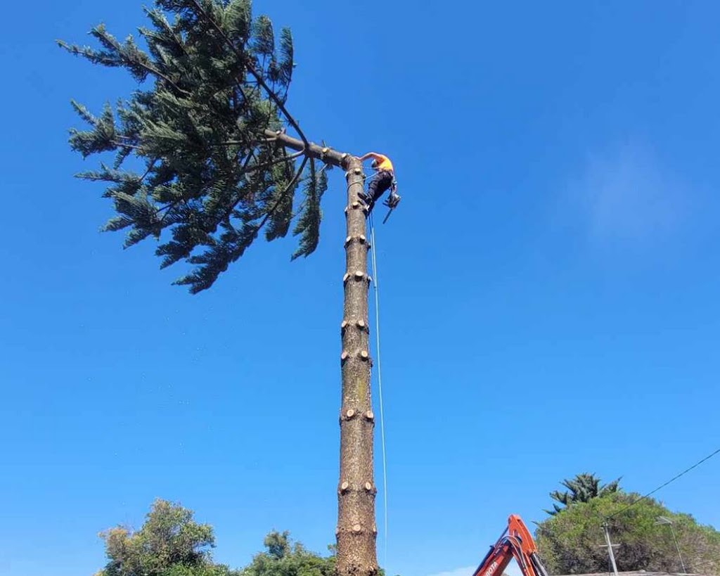 Next Step Tree Removals | 413 Monbulk Rd, Monbulk VIC 3793, Australia | Phone: 0455 331 045