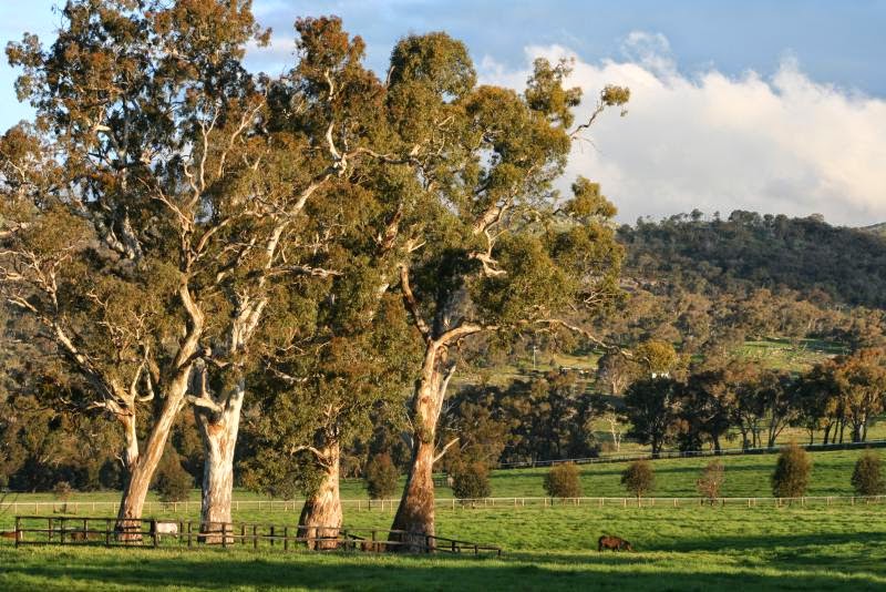 Blue Gum Farm | 72 Faris Rd, Euroa VIC 3666, Australia | Phone: (03) 5795 3331