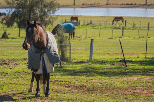 Arandth Performance Horses | 330 Burma Rd, Table Top NSW 2642, Australia | Phone: 0412 859 756