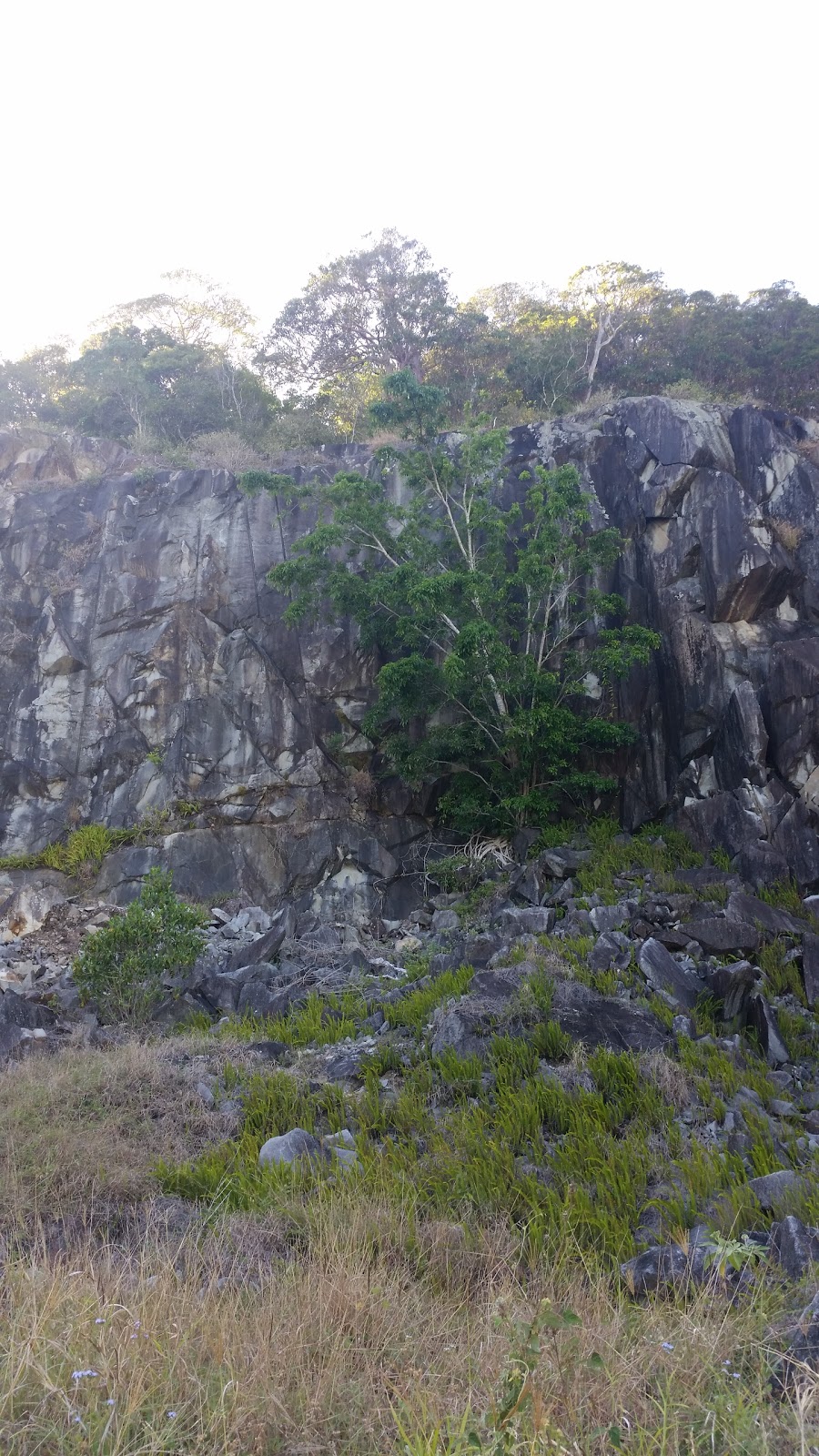 Mount Cooroy Conservation Park | Cooroy Mountain QLD 4563, Australia