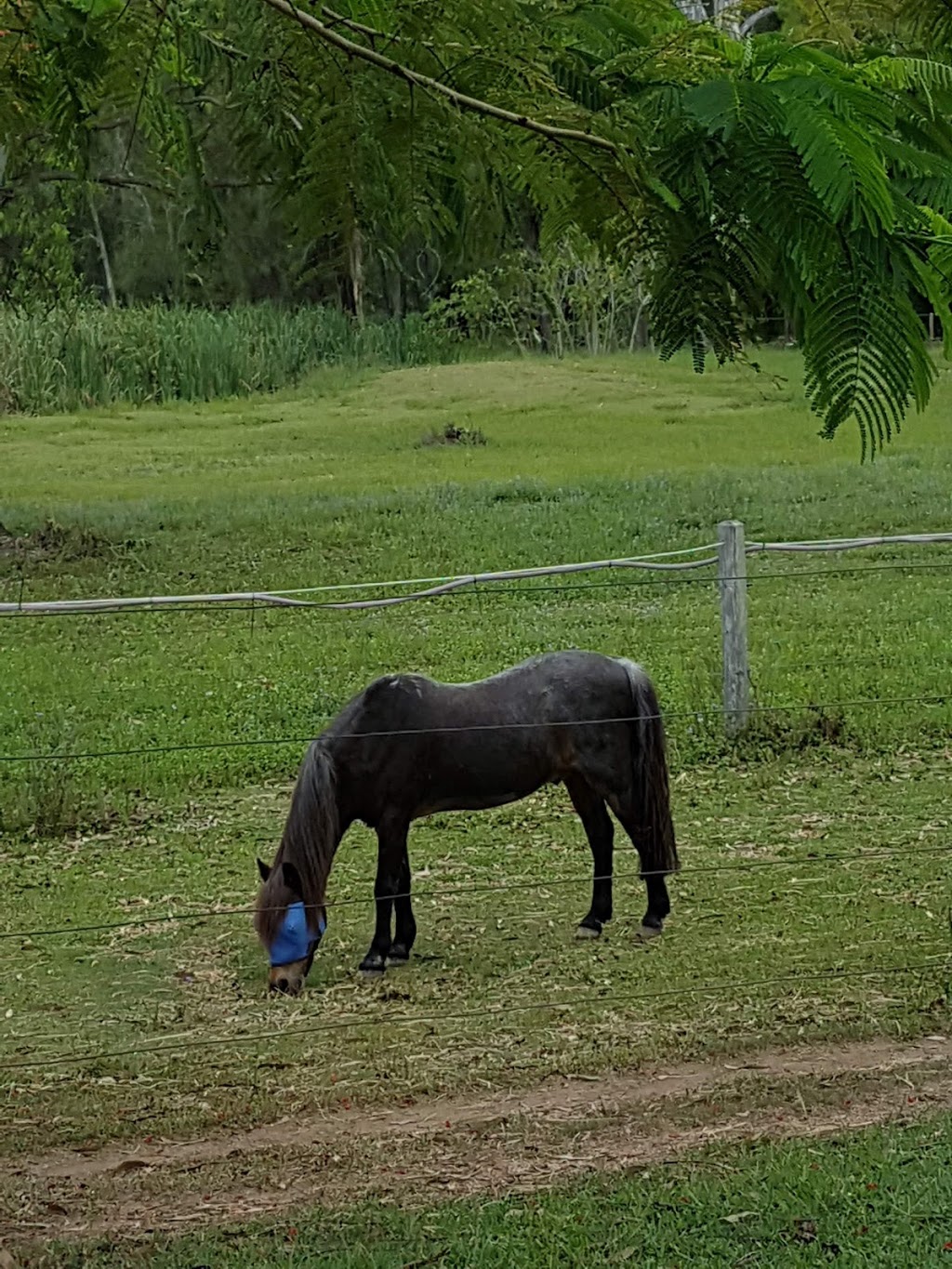 Arundel Park Riding for Disabled |  | 387 Brisbane Rd, Coombabah QLD 4216, Australia | 0755940305 OR +61 7 5594 0305