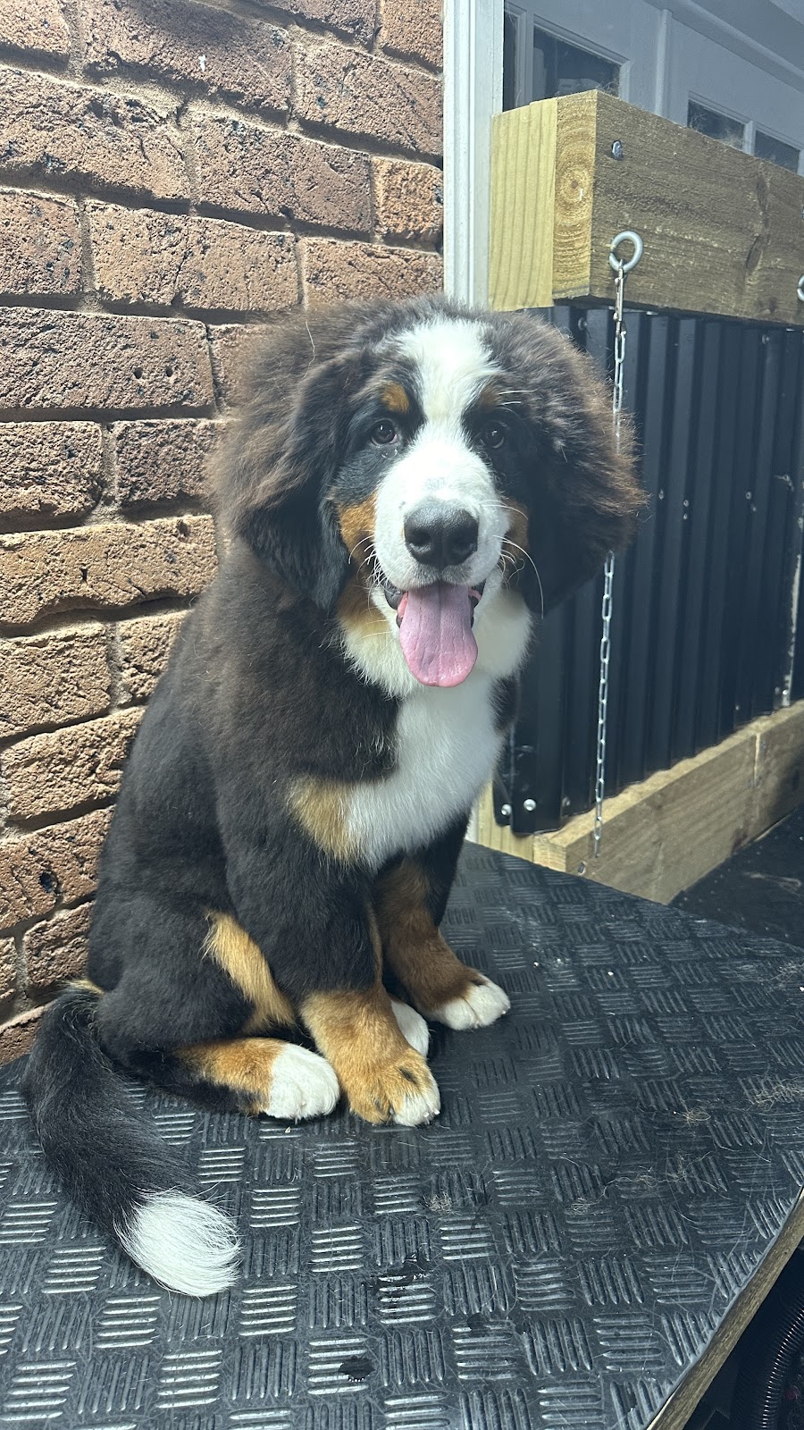 AT HOME DOG SPA | 36 Cambalan St, Bargo NSW 2574, Australia | Phone: 0418 432 683