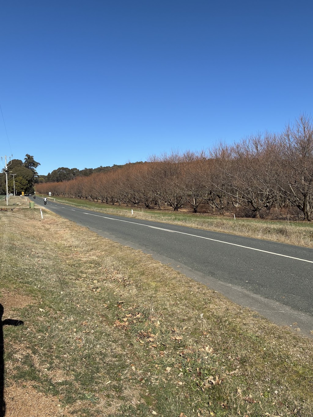 Peony Farm | 111 Myrtleford-Stanley Rd, Stanley VIC 3747, Australia | Phone: 0424 373 875