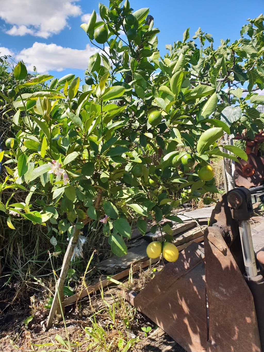 Leppington Valley Farm | 129 George Rd, Leppington NSW 2179, Australia | Phone: 0419 411 777