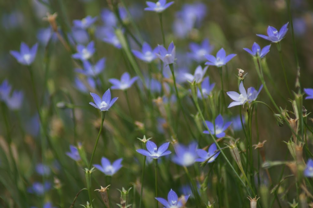 Hidden Gems of Daylesford Tours | 135 Lake Rd, Daylesford VIC 3460, Australia | Phone: 0428 381 125