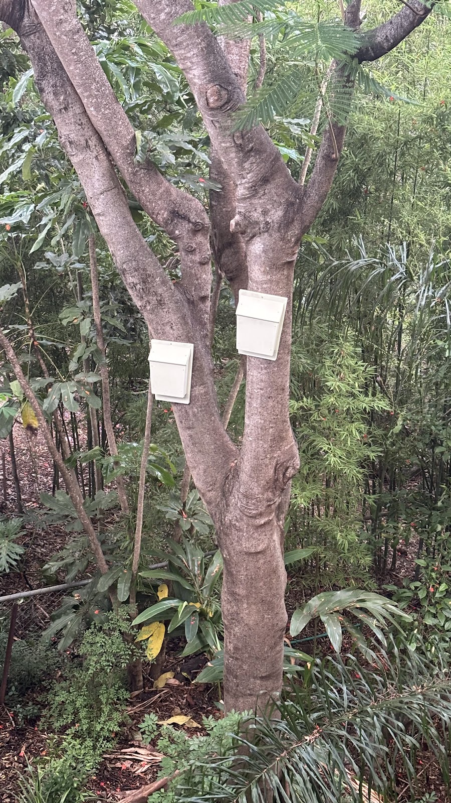 Comfy Creatures | 94 Stanton Cross Dr, Karalee QLD 4306, Australia | Phone: 0437 837 473