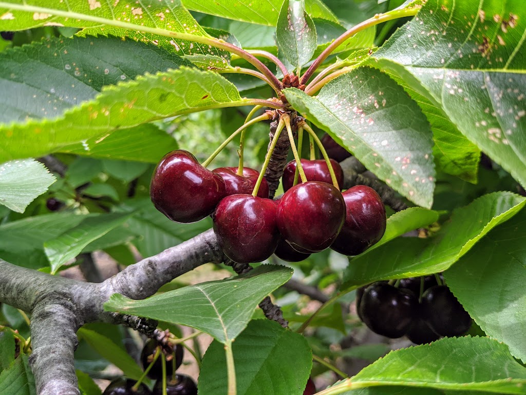 Sorell Fruit Farm | 174 Pawleena Rd, Sorell TAS 7172, Australia | Phone: (03) 6265 3100