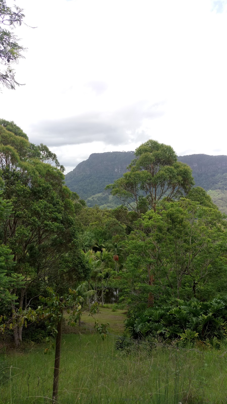 Nicoll Scrub National Park | park | 745 Tomewin Mountain Rd, Currumbin Valley QLD 4223, Australia