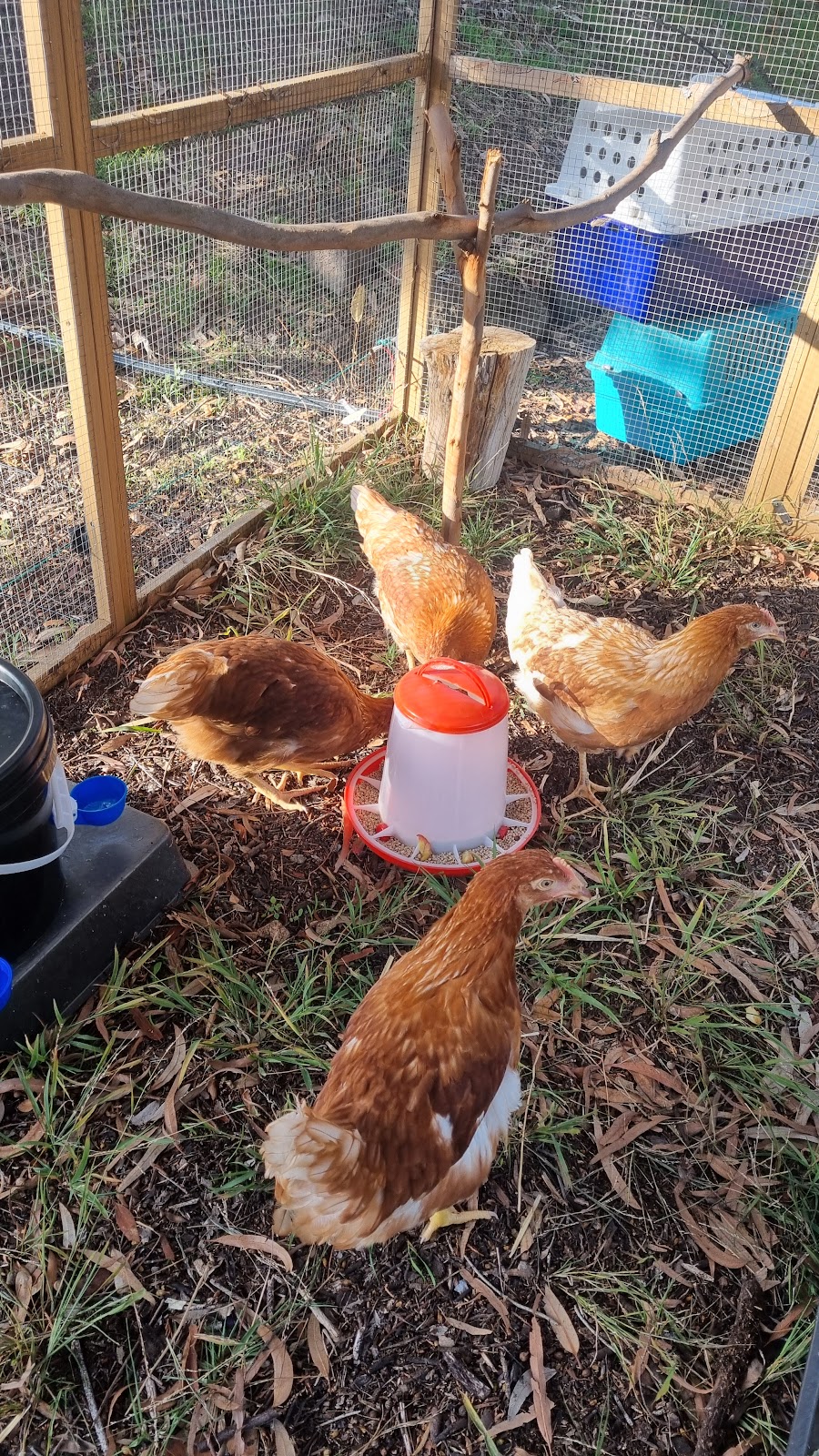 Forever Friends Animal Rescue | PLEASE NOTE: Open by appointment or pre-arrangement only, 680 Hazeldene Rd, Gladysdale VIC 3797, Australia | Phone: 0412 618 718