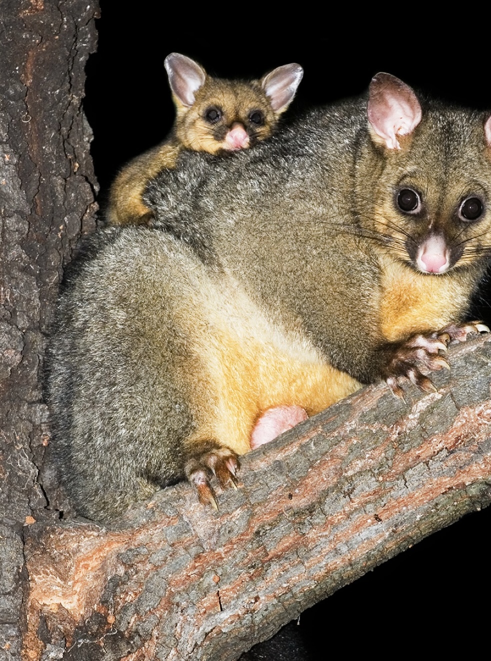 Steves termite & pest control Penrith | 10 Fawkener Pl, Werrington County NSW 2747, Australia | Phone: 0478 016 222