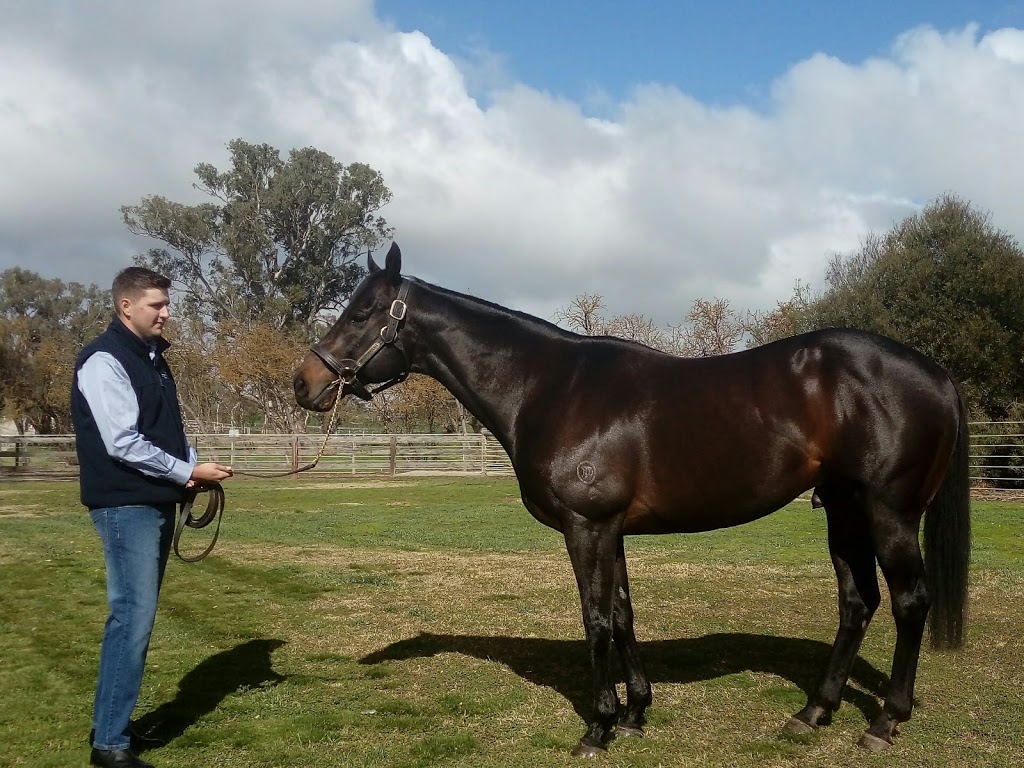 Cornerstone Stud | 476 Eden Valley Rd, Angaston SA 5353, Australia | Phone: (08) 8561 0000