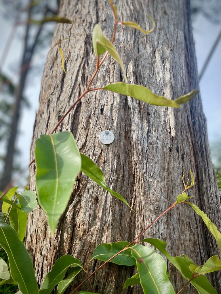 Urban Tree Care | Kula Rd, Medowie NSW 2318, Australia | Phone: 0435 502 951