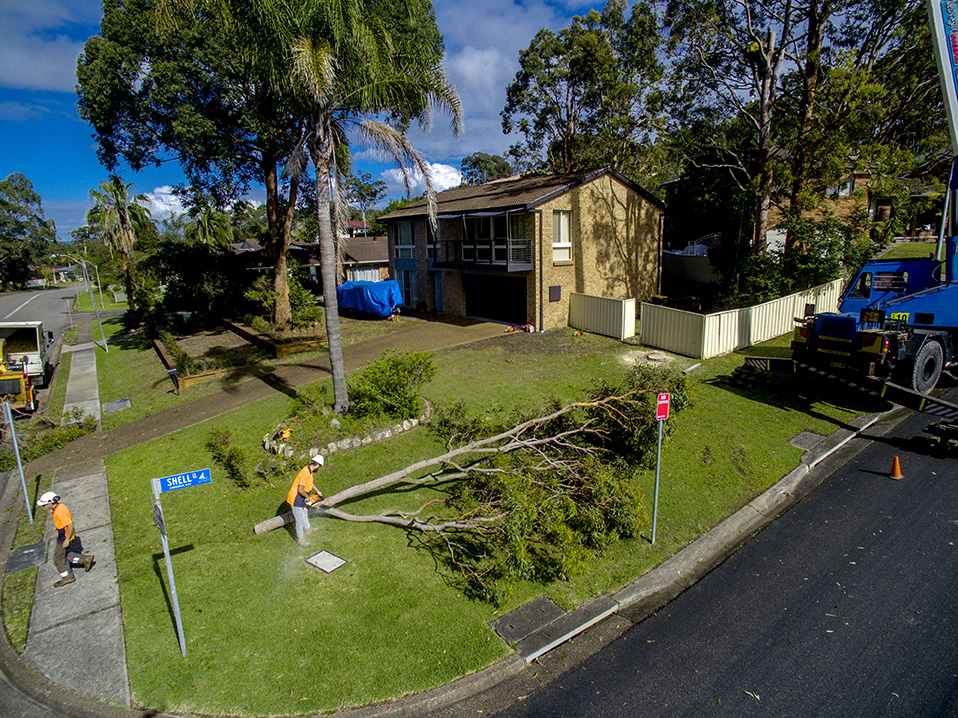 Able Tree Services | 75 Violet Town Rd, Tingira Heights NSW 2290, Australia | Phone: 0403 221 044