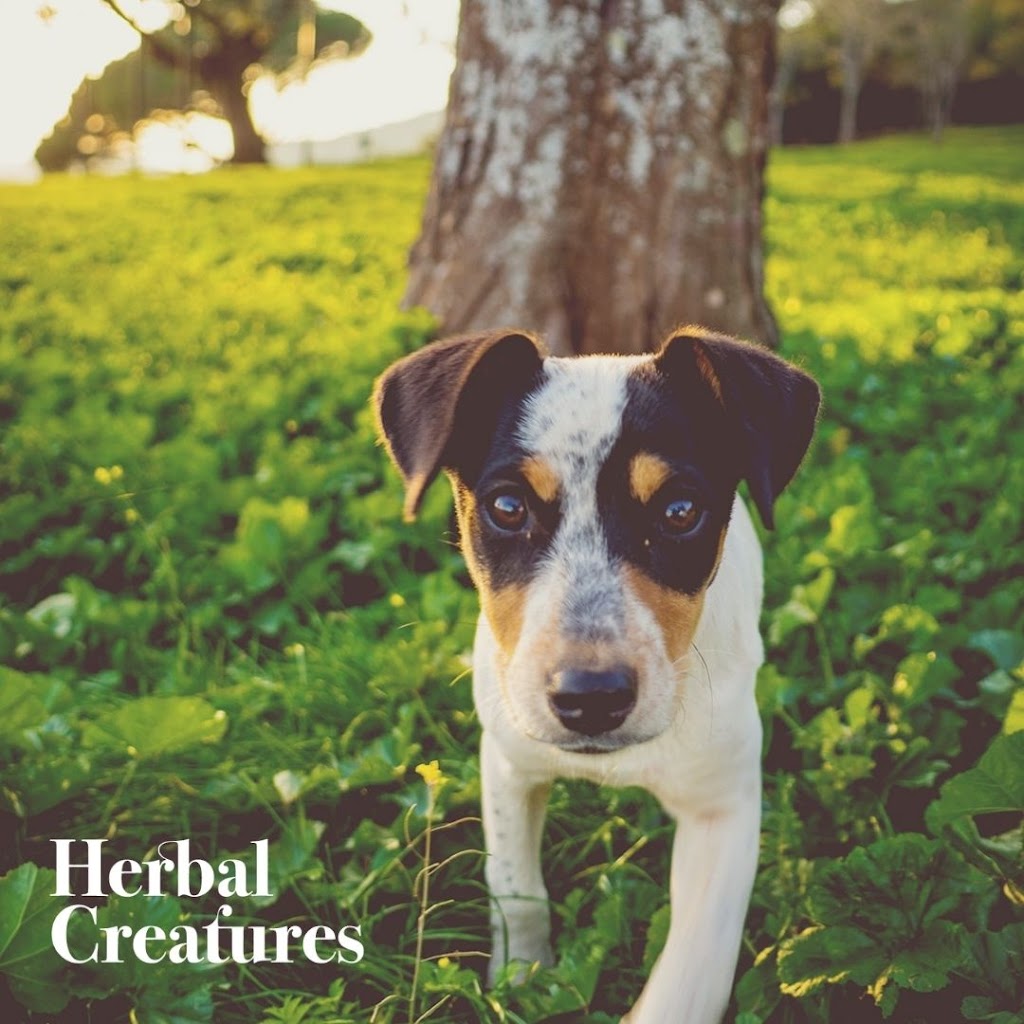 Herbal Creatures | 35 Merrigal Rd, Port Macquarie NSW 2444, Australia | Phone: 0448 938 328