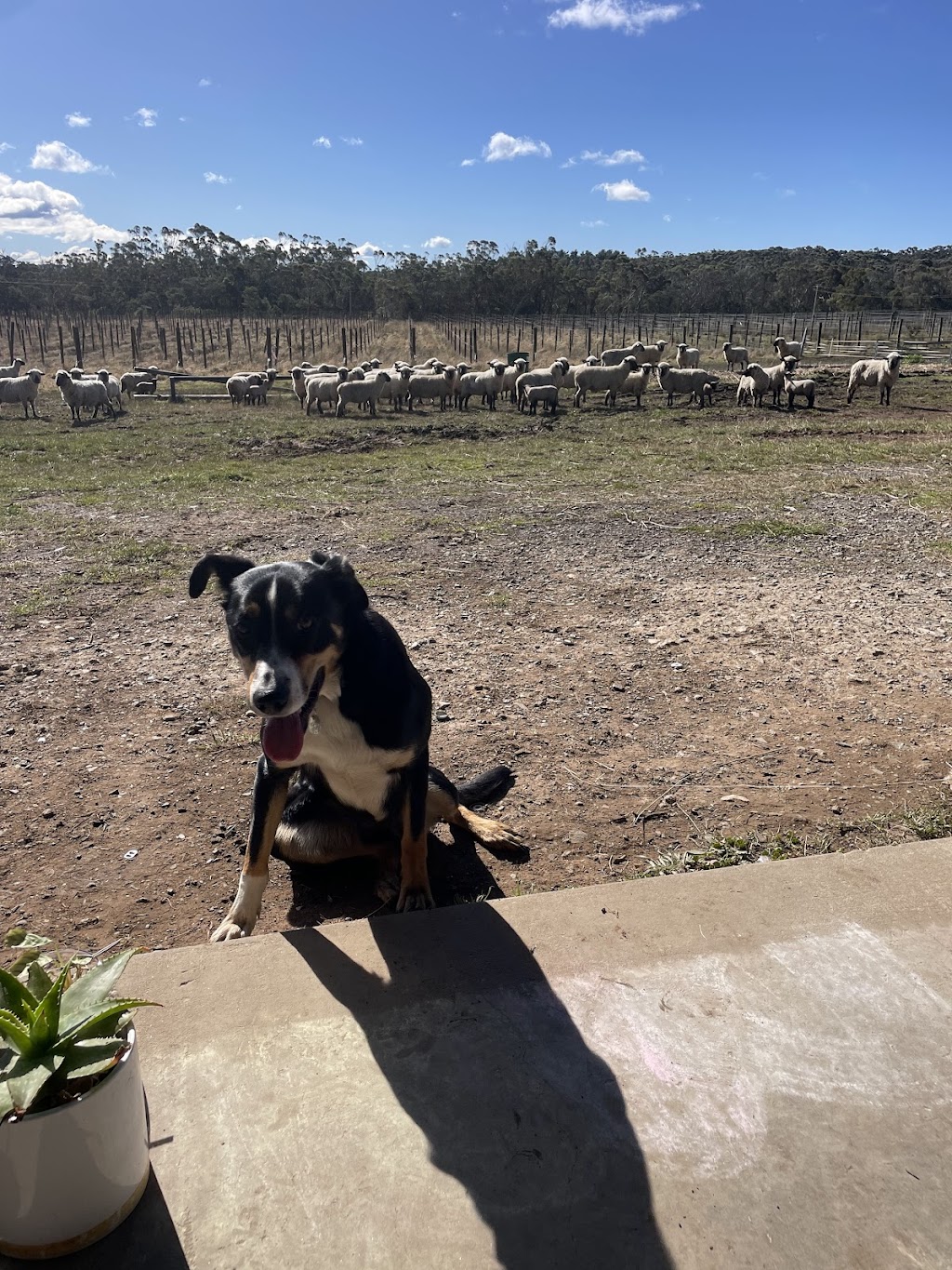 Tractorless Vineyard | 132 Compton Park Rd, Berrima NSW 2577, Australia | Phone: 0402 217 907