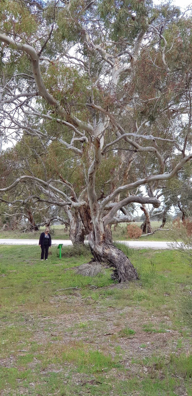 Tintinara Disc Golf Course | Kings Rd, Tintinara SA 5266, Australia | Phone: 1300 785 277