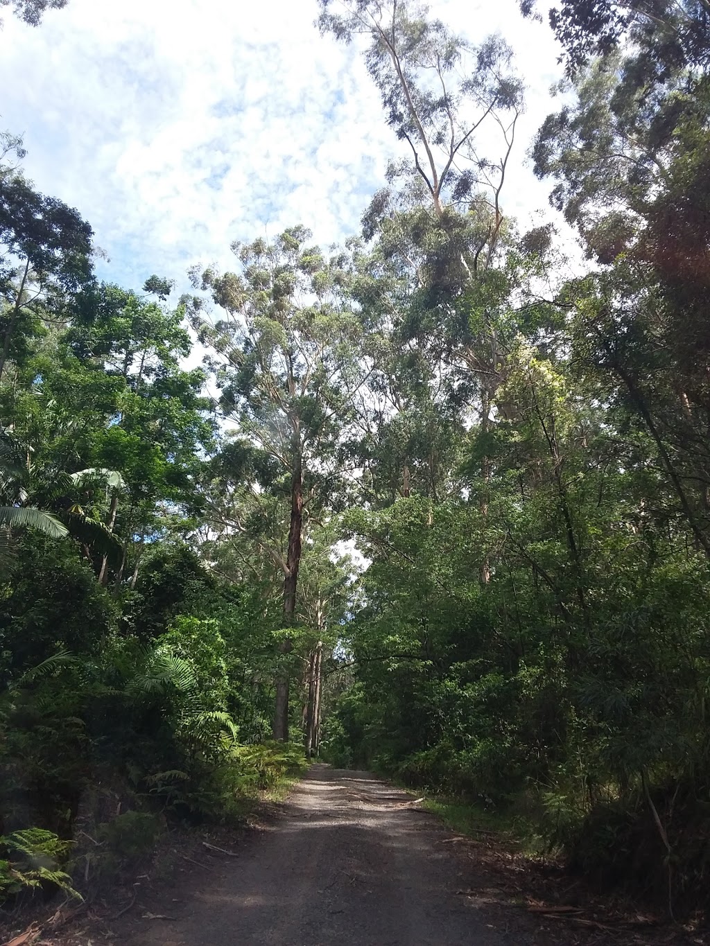 Watagans National Park | Mount Faulk Rd, Cooranbong NSW 2265, Australia | Phone: (02) 4972 9000