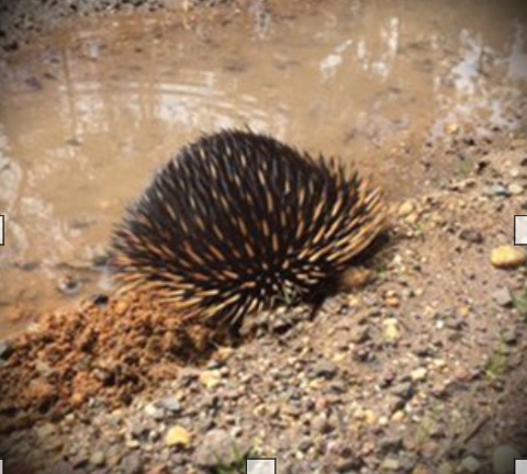 Wildlife Rescue Rangers | 55 Harding St, Winchelsea VIC 3241, Australia | Phone: 0439 566 129