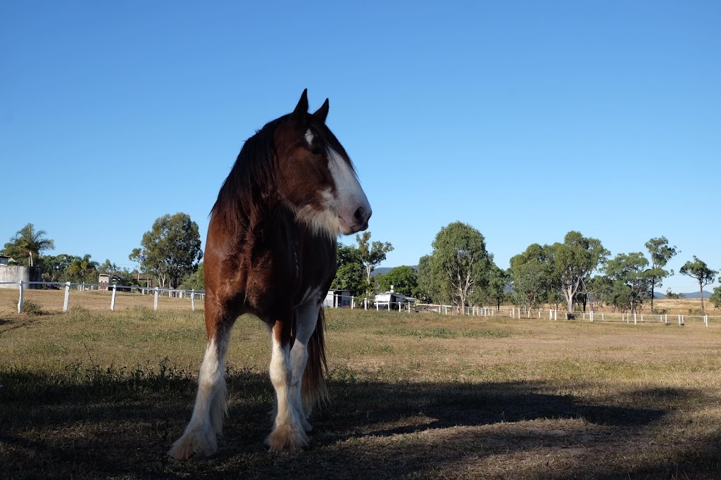 Shiralee Clydesdales & Farm Stay | campground | 711 Emu Park Rd, Nankin QLD 4701, Australia | 0408620973 OR +61 408 620 973