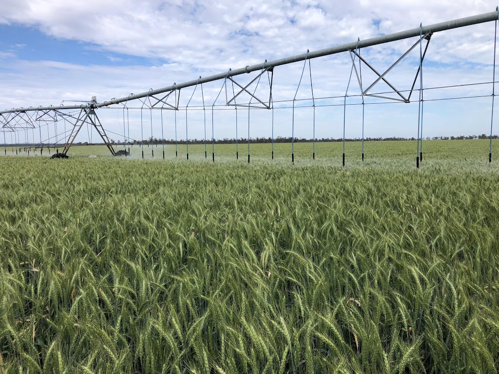 Agventure Farming | 1468 Millmerran Leyburn Rd, Tummaville QLD 4352, Australia | Phone: 0429 646 869