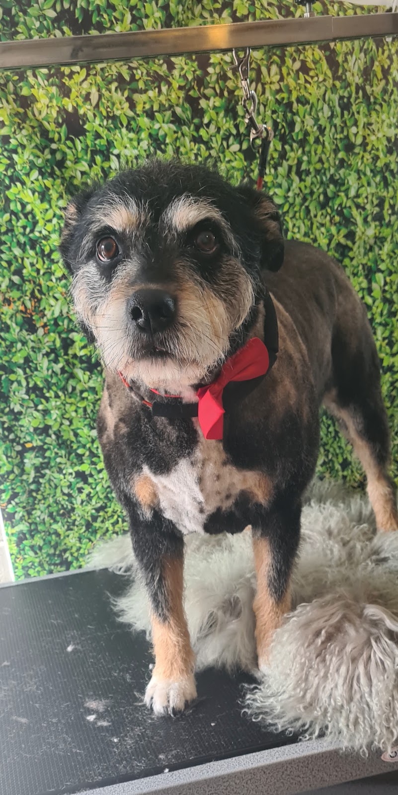 Halo Dog Grooming | Garfield Rd, Glenorchy TAS 7010, Australia | Phone: 0438 433 858