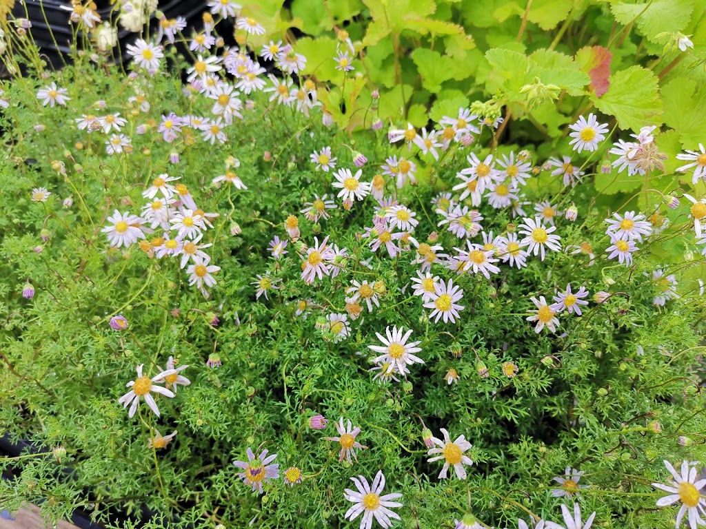 Edendale Indigenous Nursery. | 30 Gastons Rd, Eltham VIC 3095, Australia | Phone: (03) 9433 3703