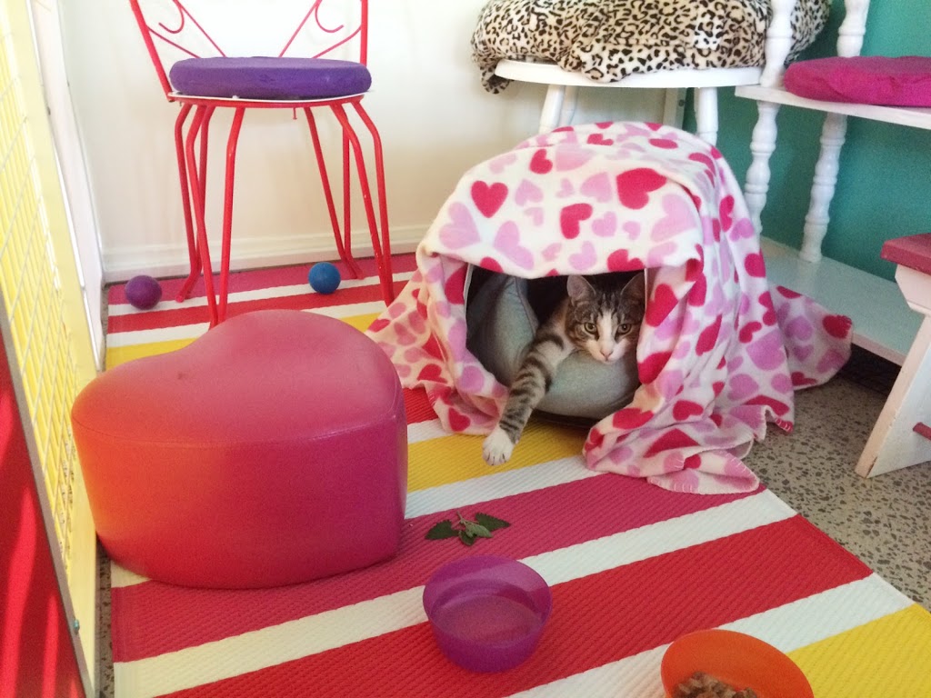 Home Suite Home cat boarding and dog training | 5 Elliott St, Coburg North VIC 3058, Australia | Phone: 0404 225 229