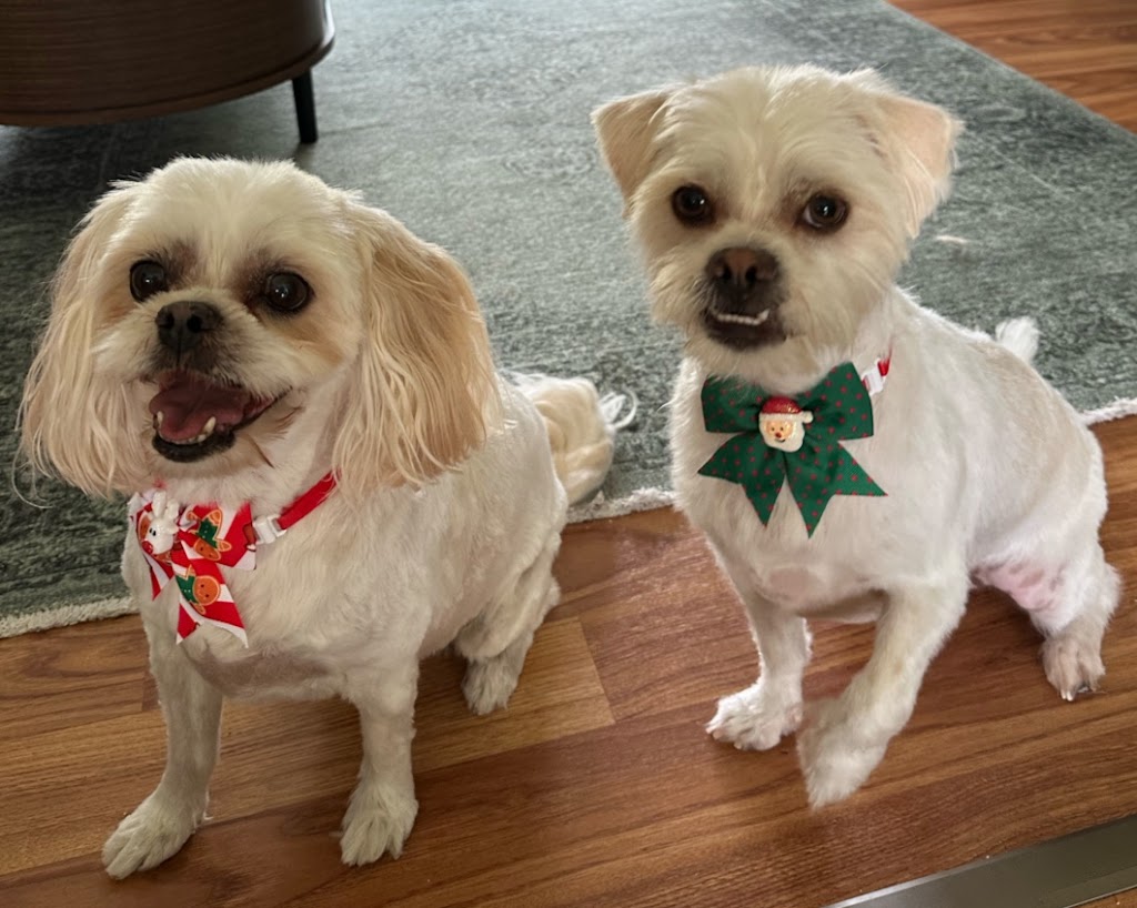 Scrub Woofers Dog Grooming | 4 Penelope Dr, Cornubia QLD 4130, Australia | Phone: 0449 796 654