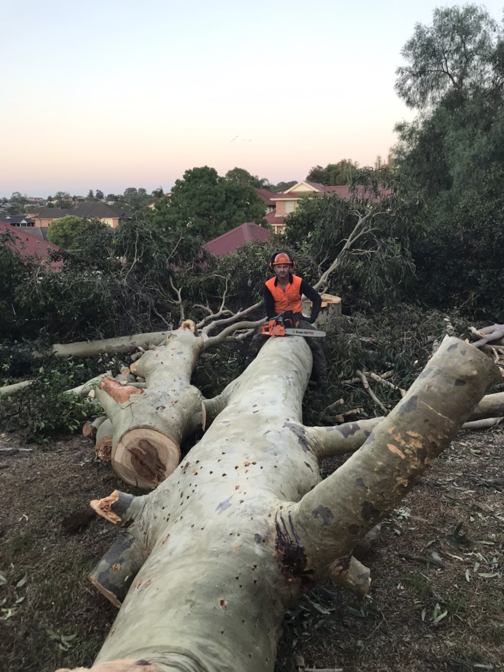 Eclipse Tree Services | 26 Goulburn St, Dudley NSW 2290, Australia | Phone: 0435 601 417