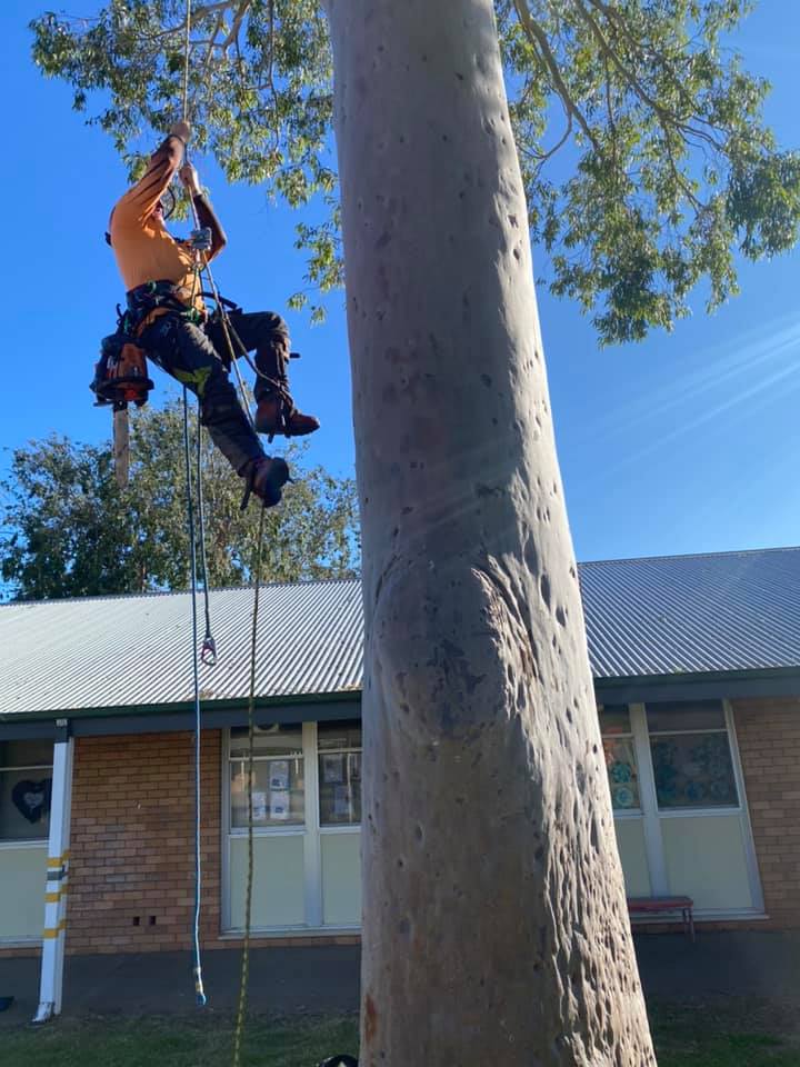 A1 Tree Service NSW Pty Ltd | 7L Gilgandra Rd, Dubbo NSW 2830, Australia | Phone: (02) 6882 2052