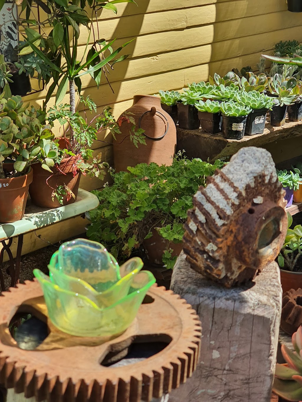 Eclectic the curious Plantman | 3988 Wingham Rd, Comboyne NSW 2429, Australia | Phone: 0477 056 395