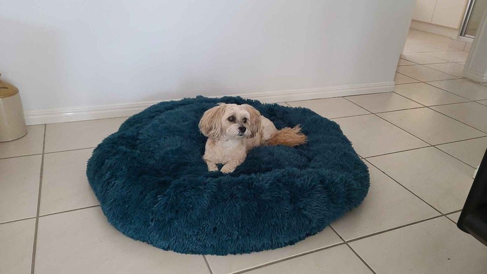 Cosy Pet Beds | pet store | 8 Hedges Ct, Laidley Heights QLD 4341, Australia | 0400662856 OR +61 400 662 856