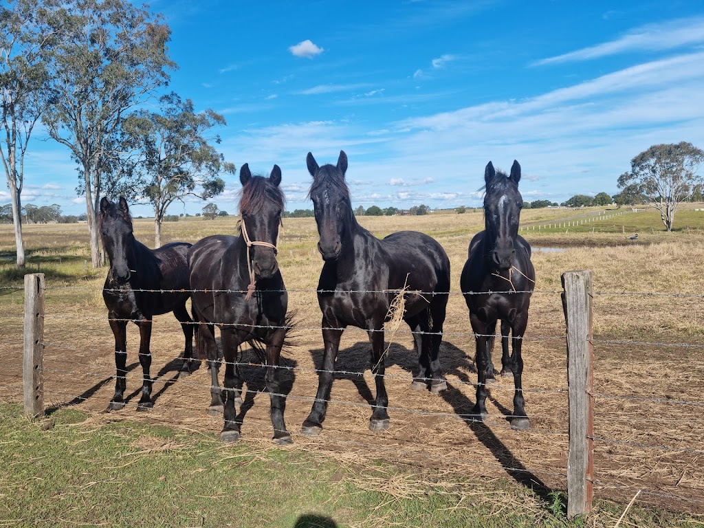 Black Horse Equine Assisted Learning | Bairnsdale School Rd, Yorklea NSW 2470, Australia | Phone: 0419 093 445