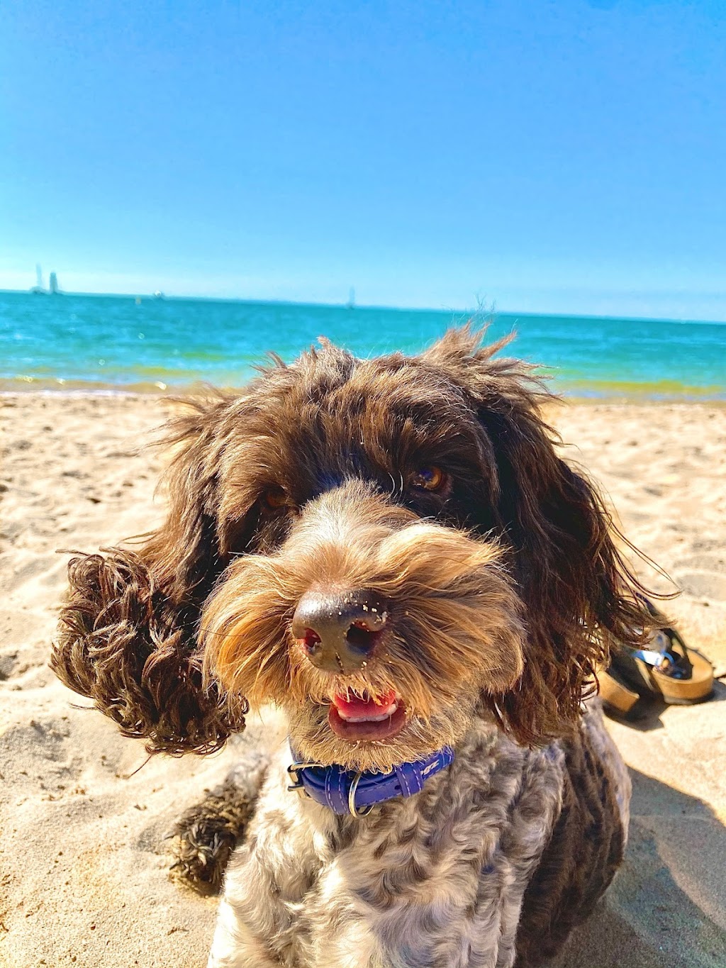 Sand and Paws grooming sanctuary | 12 Lowrie Ct, Cleveland QLD 4163, Australia | Phone: 0457 369 043