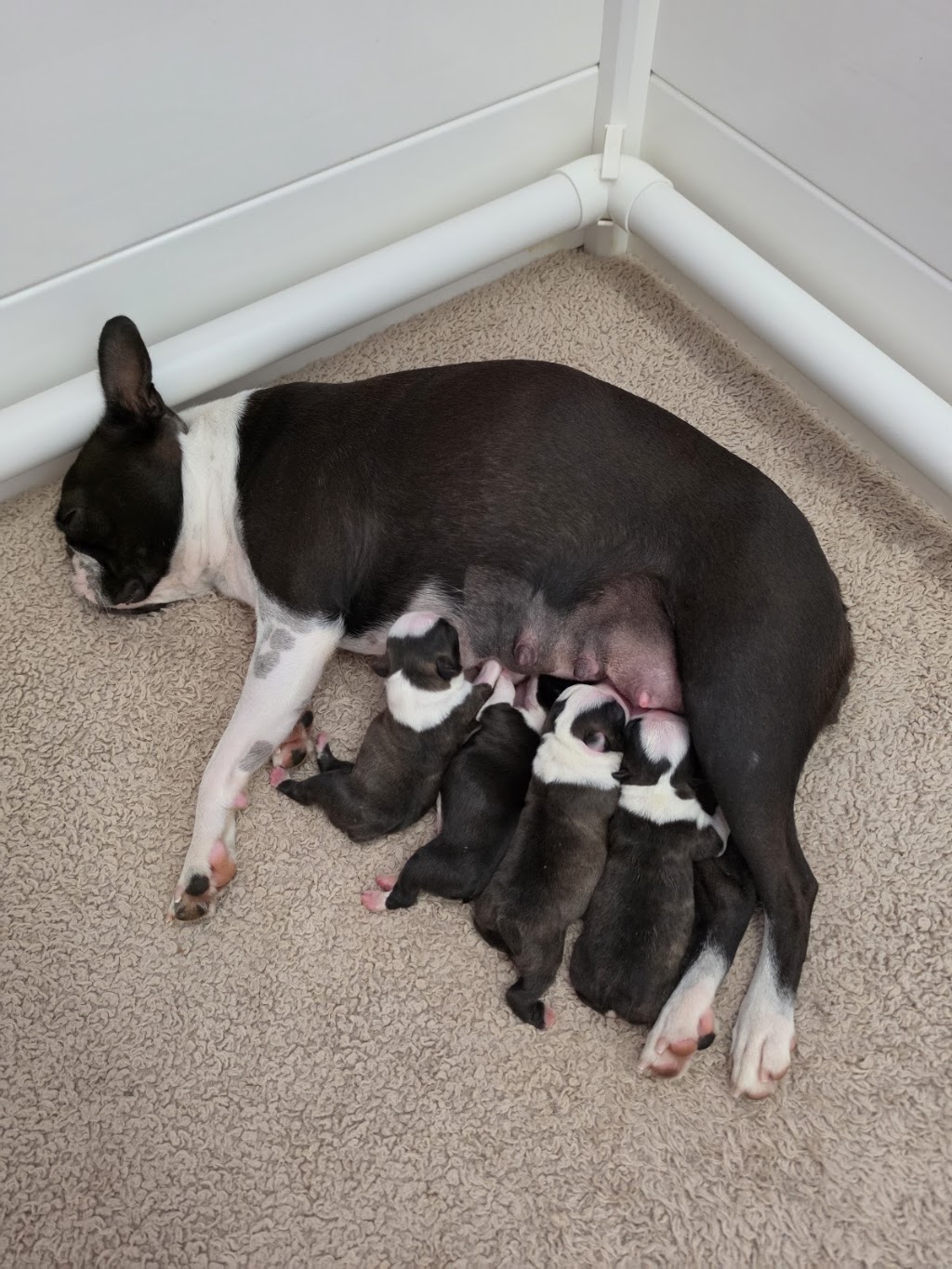 Shebos Boston Terriers | 249 Dalwood Rd, Leconfield NSW 2335, Australia | Phone: 0408 665 537