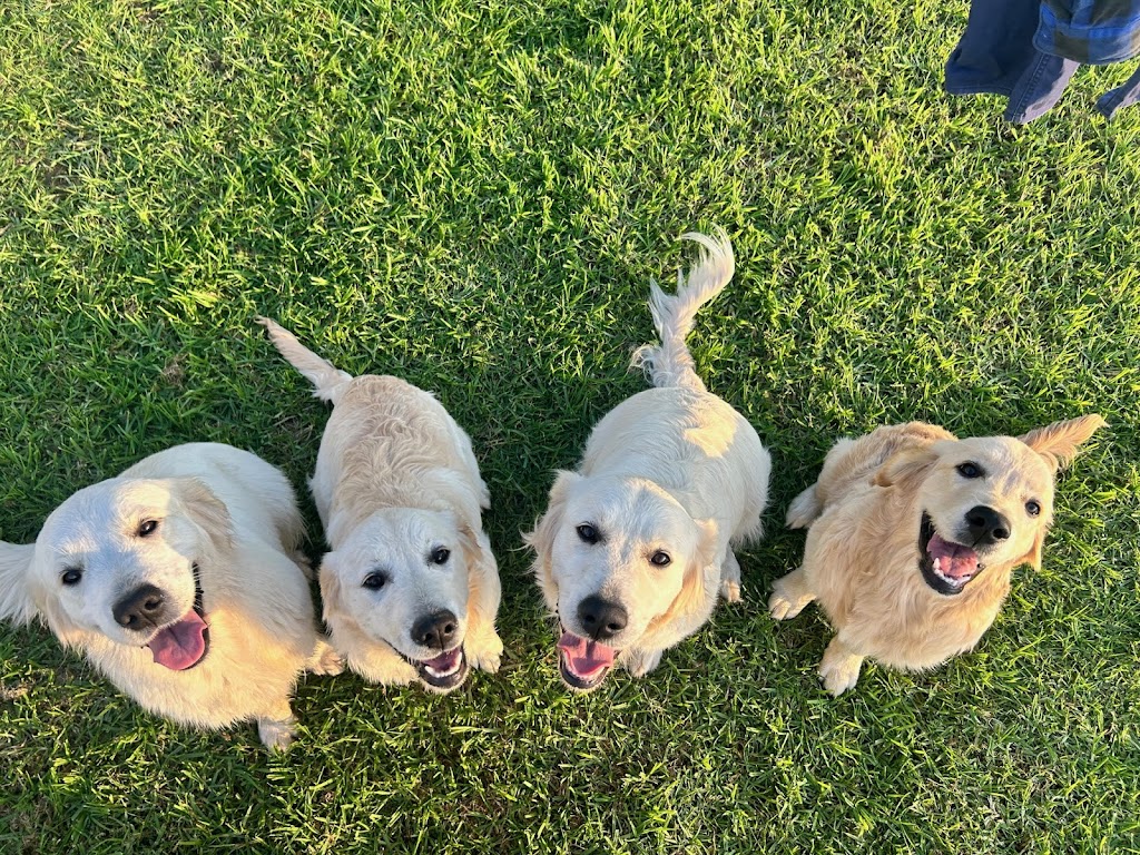 Sunryz Golden Retrievers | Quorrobolong Rd, Cessnock NSW 2325, Australia | Phone: 0404 076 810
