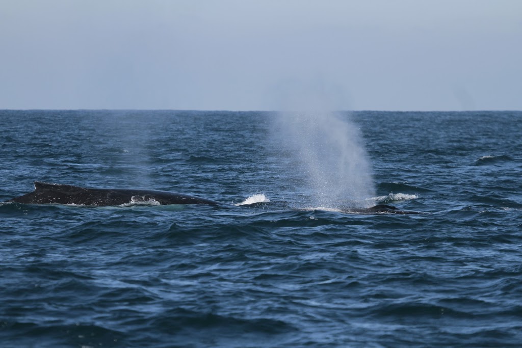 Whale Watching Ballina | travel agency | 6 River St, Ballina NSW 2478, Australia | 0407522422 OR +61 407 522 422