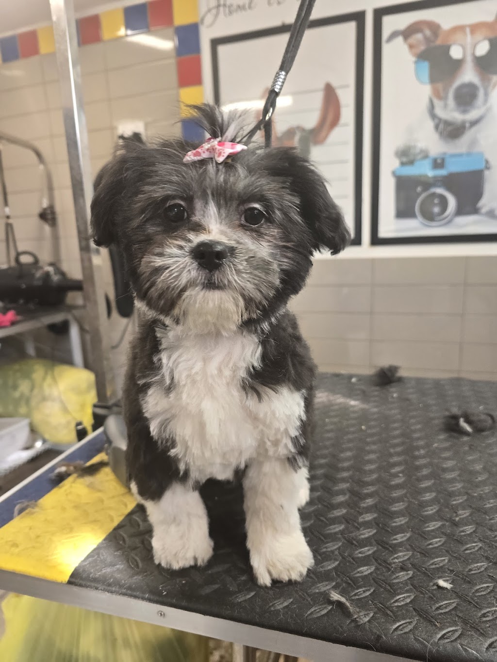 Dog Grooming by Inese | Maldon-Newstead Rd, Welshmans Reef VIC 3462, Australia | Phone: 0423 009 822