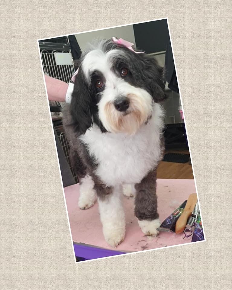 Happy dog pet grooming | 64 Radfords Rd, Nirranda South VIC 3268, Australia | Phone: 0457 807 589