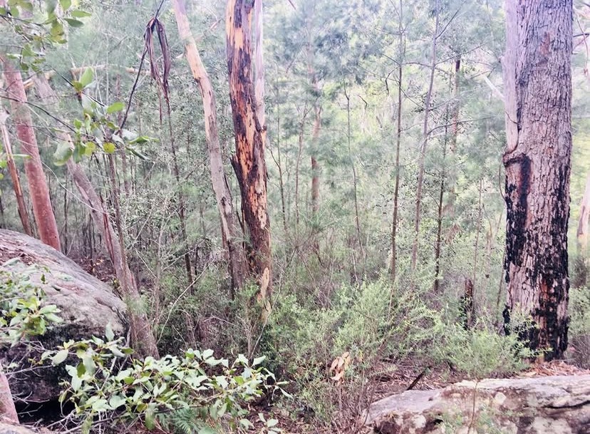 Cattai Ridge Honey | 5 Close St, South Coogee NSW 2034, Australia | Phone: 0423 074 994
