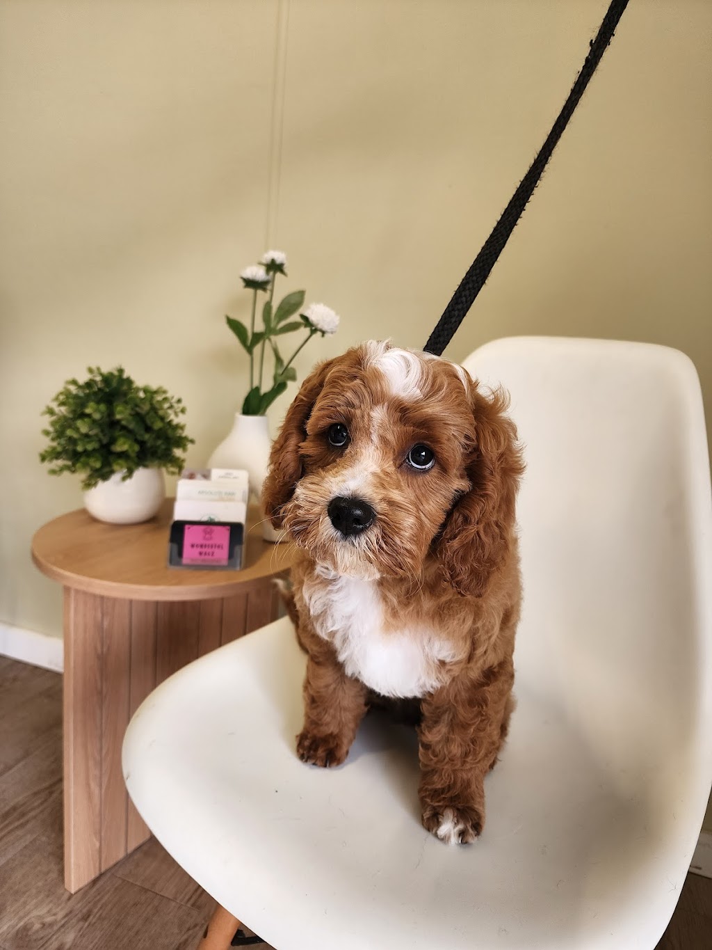 Wonderful Wagz Pet Grooming | 50 Dowell La, Barnawartha North VIC 3691, Australia | Phone: 0437 879 588