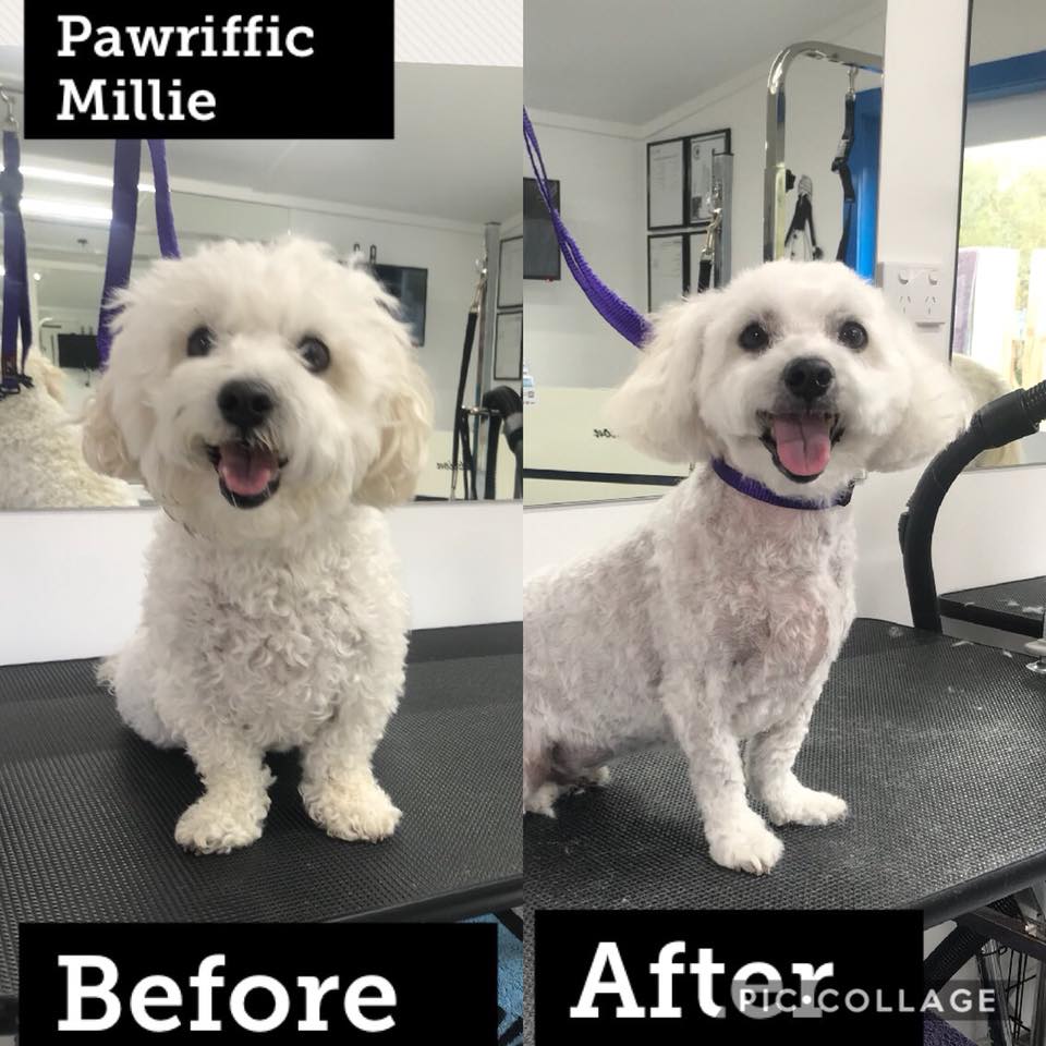 Pawriffic Clips | 7 Stuart Pl, Eight Mile Plains QLD 4113, Australia | Phone: 0417 647 788