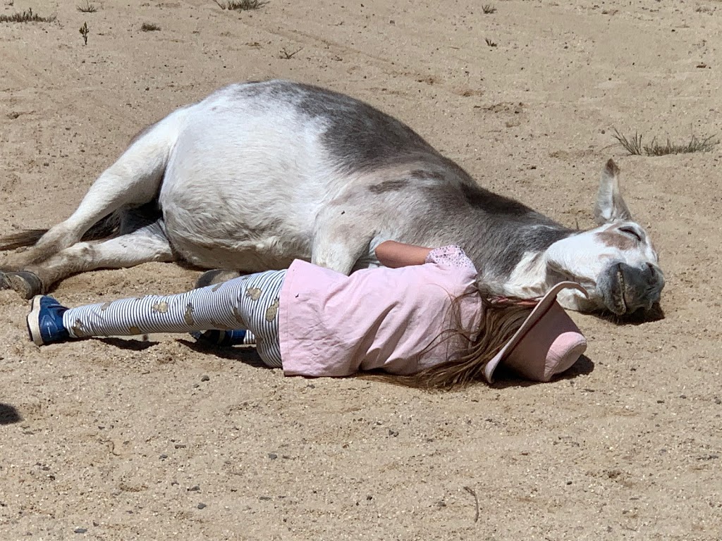 Holistic Equitation | 1/45 Connors Ln, Seville VIC 3139, Australia | Phone: 0478 711 180